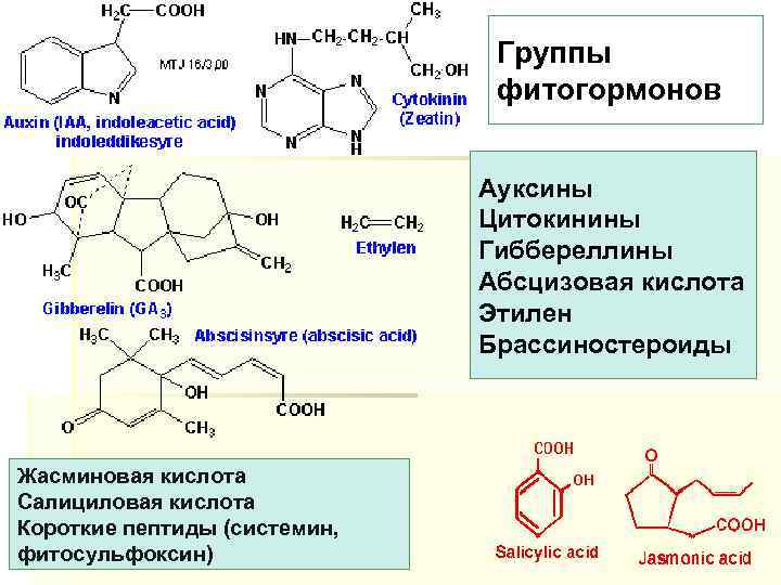 Группы фитогормонов Ауксины Цитокинины Гиббереллины Абсцизовая кислота Этилен Брассиностероиды Жасминовая кислота Салициловая кислота Короткие