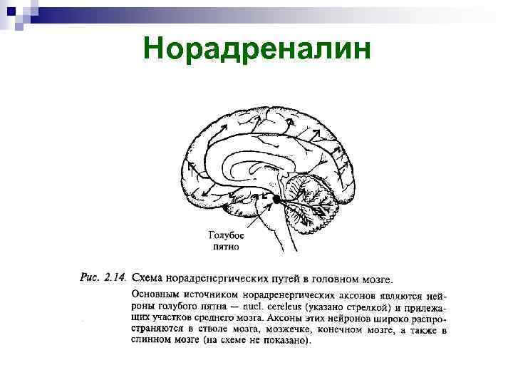 Норадреналин 