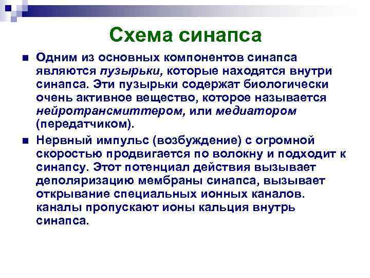 Схема синапса n n Одним из основных компонентов синапса являются пузырьки, которые находятся внутри