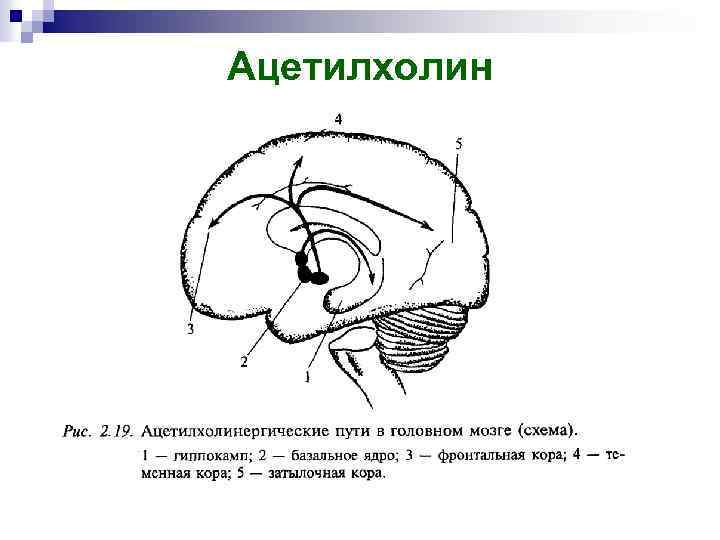 Ацетилхолин 
