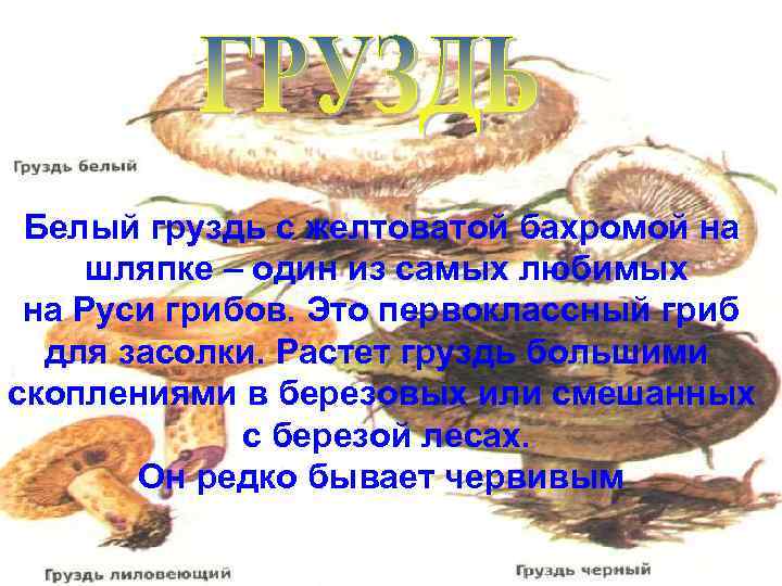Белый груздь с желтоватой бахромой на шляпке – один из самых любимых на Руси