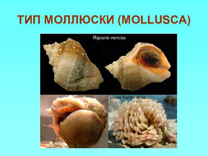 ТИП МОЛЛЮСКИ (MOLLUSCA) 