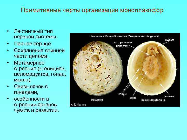 Лестничный тип нервной. Моноплакофоры строение. Моноплакофоры нервная система. Примитивные черты моноплакофор. Моноплакофоры моллюски.