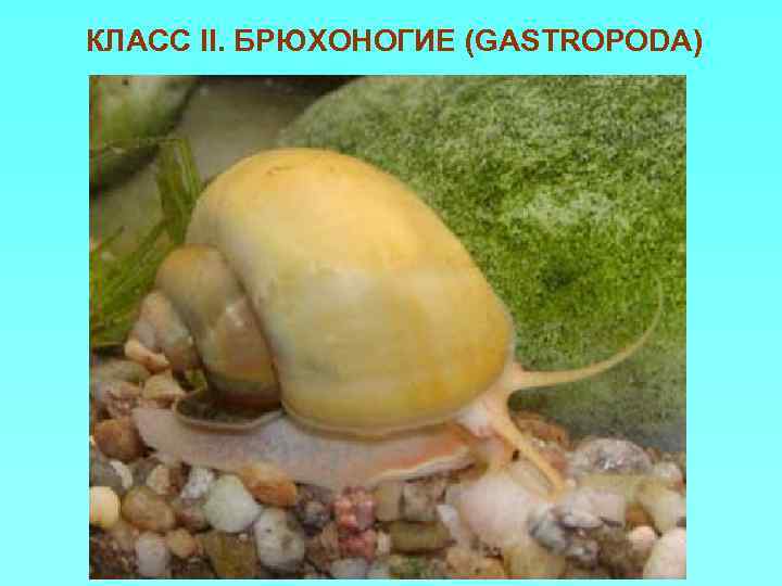 КЛАСС II. БРЮХОНОГИЕ (GASTROPODA) 