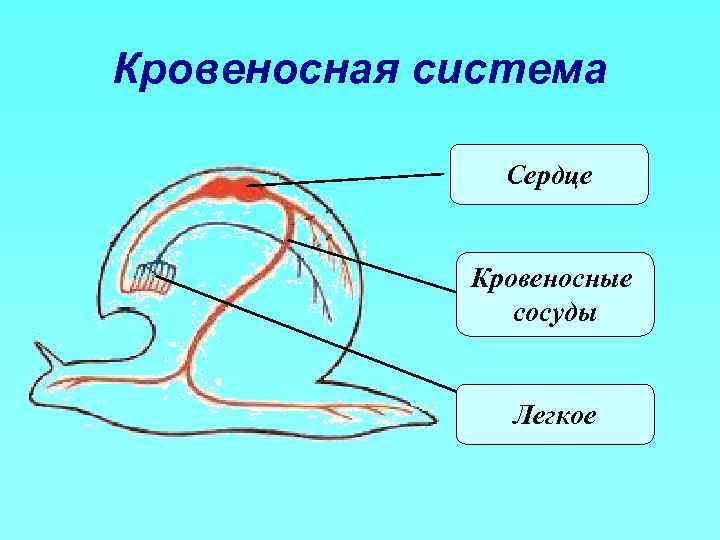 Кровеносная система Сердце Кровеносные сосуды Легкое 