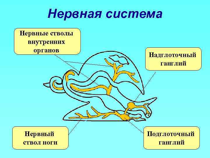 Нервная система моллюсков