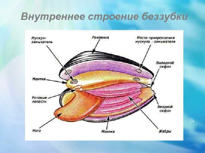 Внутреннее строение беззубки 