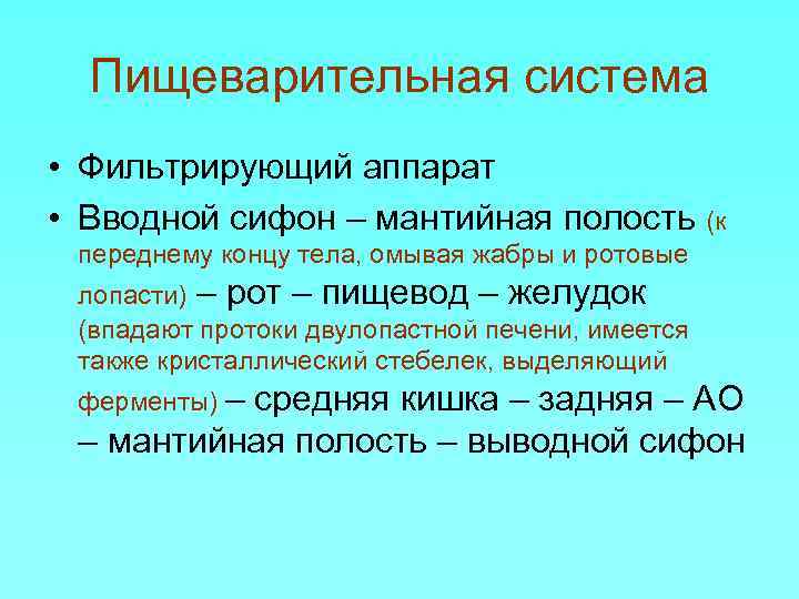 Пищеварительная система • Фильтрирующий аппарат • Вводной сифон – мантийная полость (к переднему концу