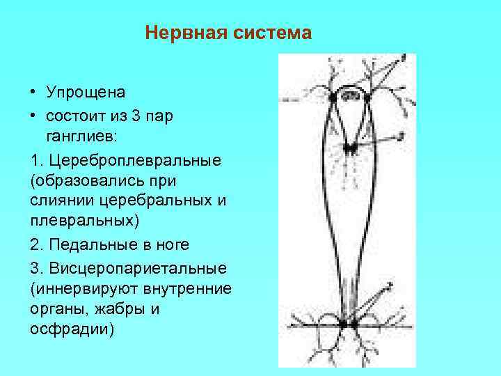 Нервная система • Упрощена • состоит из 3 пар ганглиев: 1. Цереброплевральные (образовались при