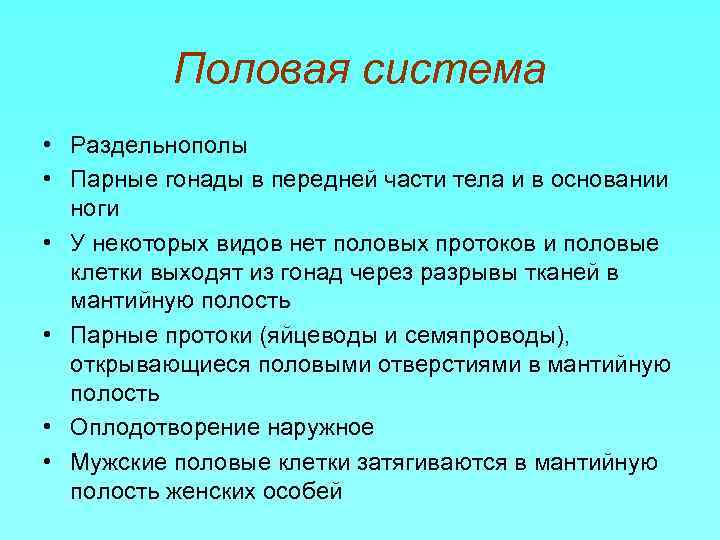 Половая система • Раздельнополы • Парные гонады в передней части тела и в основании