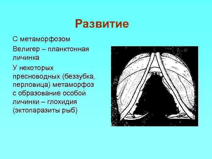 Развитие С метаморфозом Велигер – планктонная личинка У некоторых пресноводных (беззубка, перловица) метаморфоз с