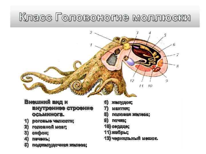 Класс Головоногие моллюски Внешний вид и внутреннее строение осьминога. 1) 2) 3) 4) 5)