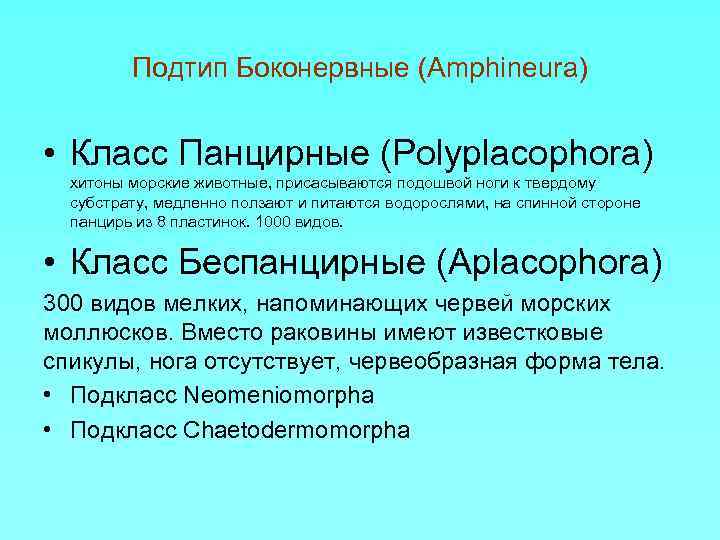 Подтип Боконервные (Amphineura) • Класс Панцирные (Polyplacophora) хитоны морские животные, присасываются подошвой ноги к