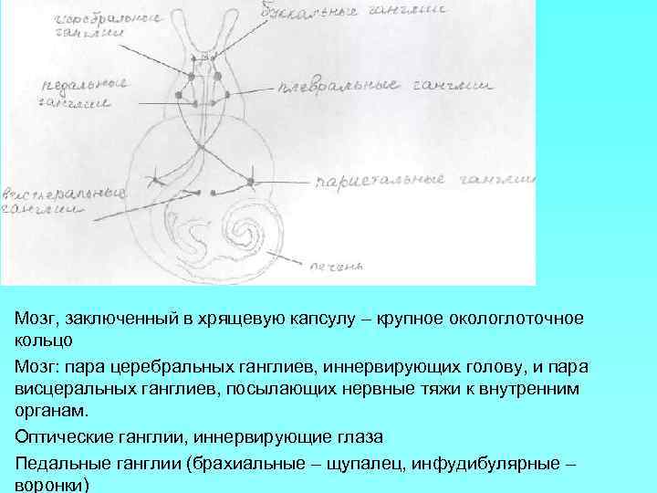 Мозг, заключенный в хрящевую капсулу – крупное окологлоточное кольцо Мозг: пара церебральных ганглиев, иннервирующих