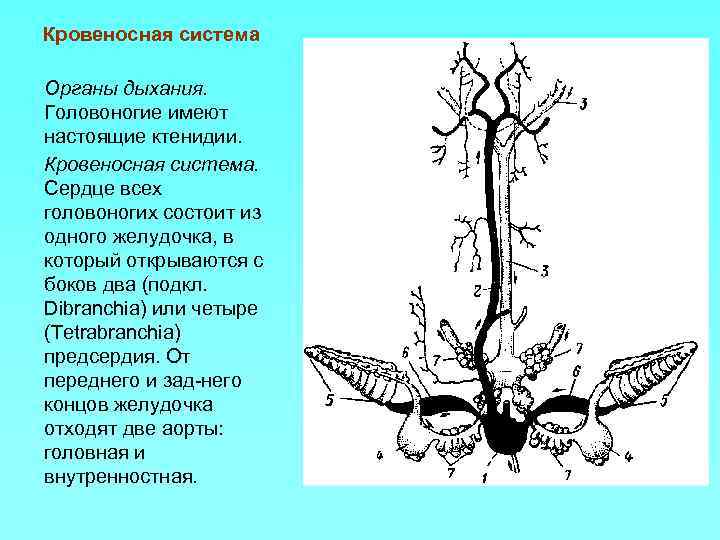 Кровеносная система Органы дыхания. Головоногие имеют настоящие ктенидии. Кровеносная система. Сердце всех головоногих состоит