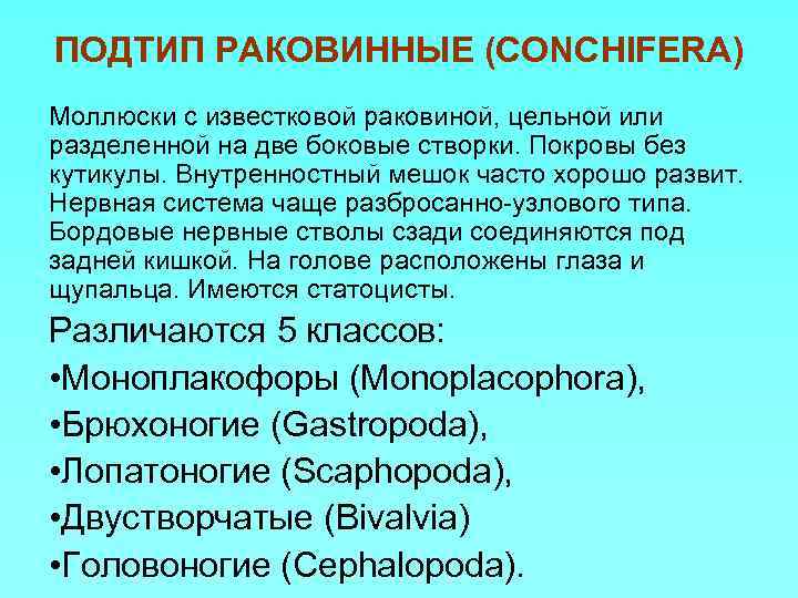 ПОДТИП РАКОВИННЫЕ (CONCHIFERA) Моллюски с известковой раковиной, цельной или разделенной на две боковые створки.