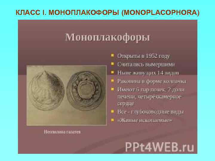 КЛАСС I. МОНОПЛАКОФОРЫ (MONOPLACOPHORA) 