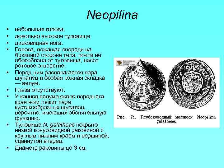 Neopilina • • • небольшая голова, довольно высокое туловище дисковидная нога. Голова, лежащая спереди