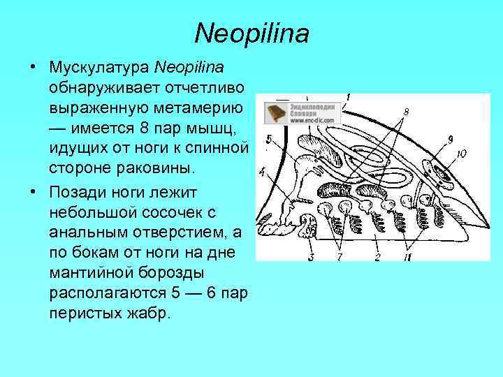 Neopilina • Мускулатура Neopilina обнаруживает отчетливо выраженную метамерию — имеется 8 пар мышц, идущих