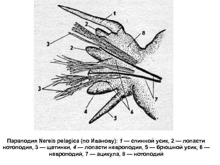 Параподия Nereis pelagica (по Иванову): 1 — спинной усик, 2 — лопасти нотоподия, 3