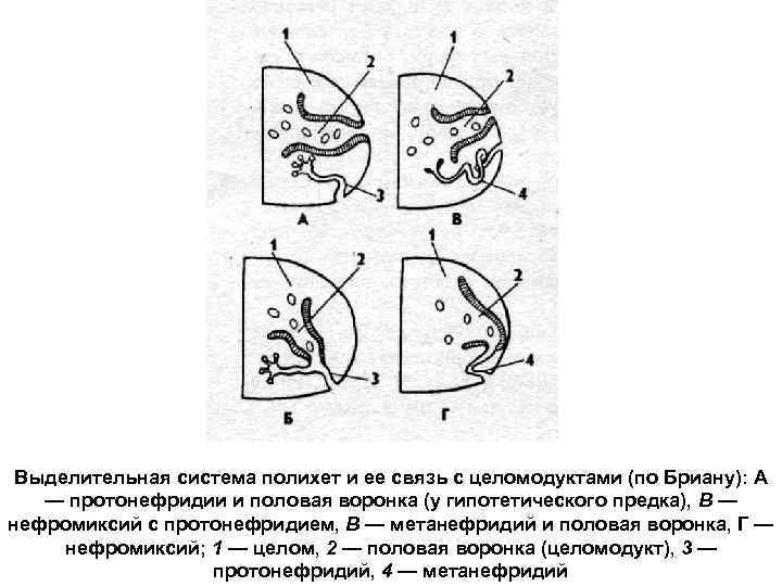 Выделительная система полихет и ее связь с целомодуктами (по Бриану): А — протонефридии и