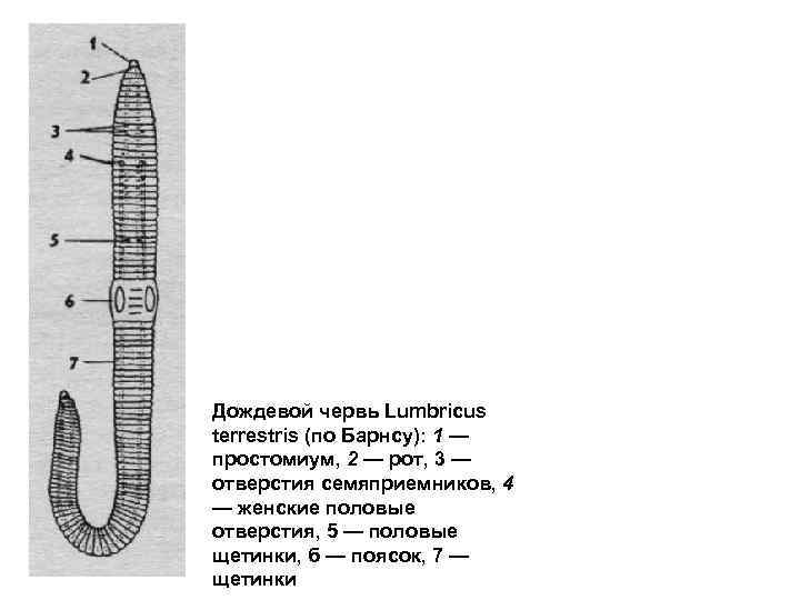 Дождевой червь Lumbricus terrestris (по Барнсу): 1 — простомиум, 2 — рот, 3 —