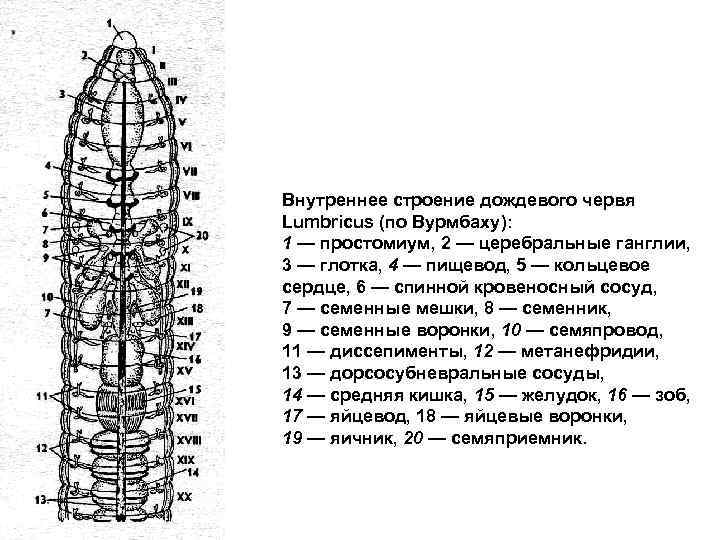 Внутреннее строение дождевого червя Lumbricus (по Вурмбаху): 1 — простомиум, 2 — церебральные ганглии,