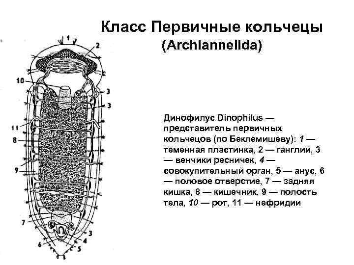 Класс Первичные кольчецы (Archiannelida) Динофилус Dinophilus — представитель первичных кольчецов (по Беклемишеву): 1 —