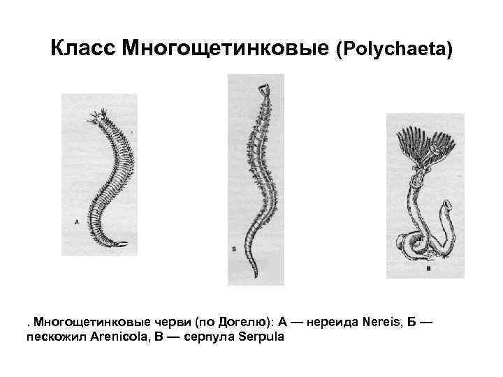 Класс Многощетинковые (Polychaeta) . Многощетинковые черви (по Догелю): А — нереида Nereis, Б —