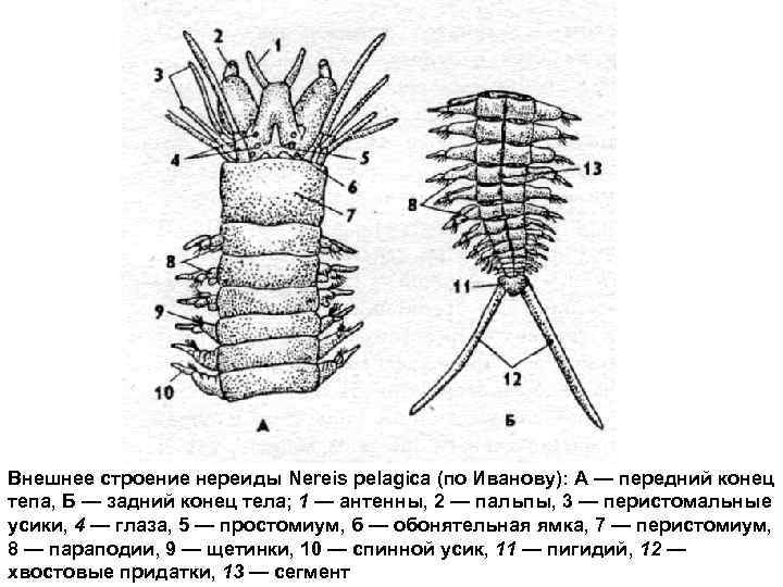 Внешнее строение нереиды Nereis pelagica (по Иванову): А — передний конец тепа, Б —