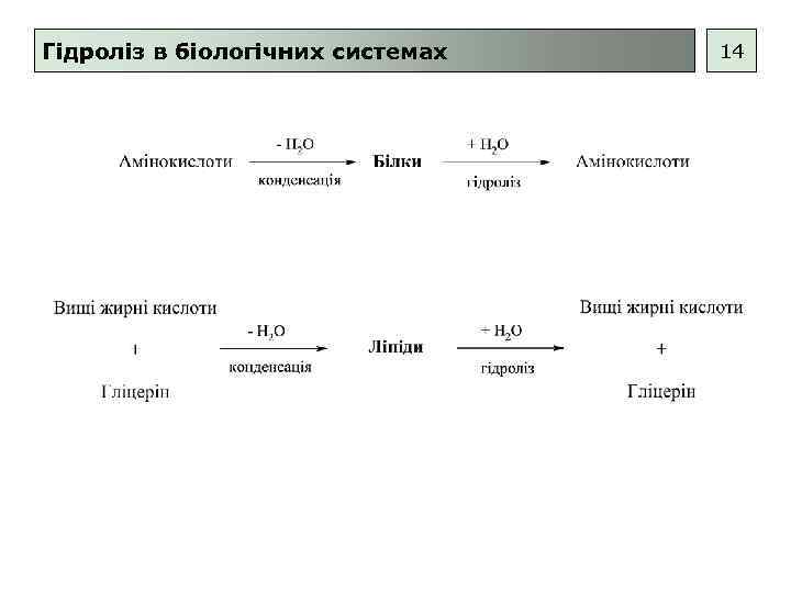 Гідроліз в біологічних системах 14 