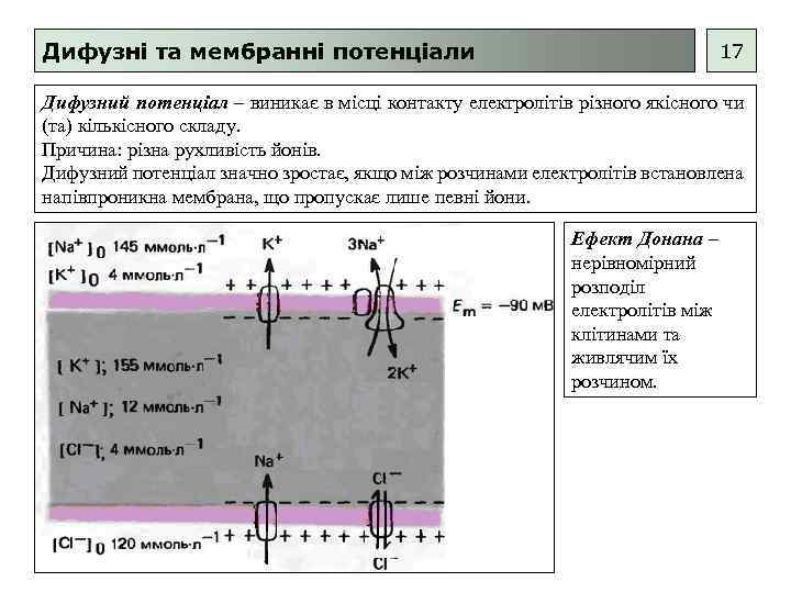 Дифузні та мембранні потенціали 17 Дифузний потенціал – виникає в місці контакту електролітів різного