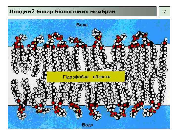 Ліпідний бішар біологічних мембран 7 