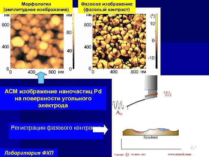 Морфология (амплитудное изображение) Фазовое изображение (фазовый контраст) АСМ изображение наночастиц Pd на поверхности угольного