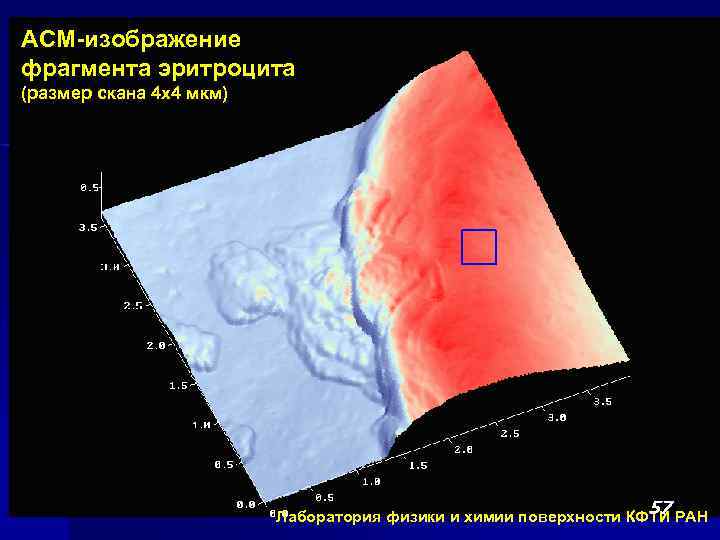 АСМ-изображение фрагмента эритроцита (размер скана 4 х4 мкм) 57 57 Лаборатория физики и химии