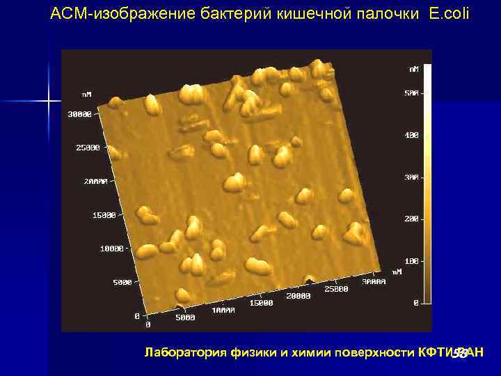 АСМ-изображение бактерий кишечной палочки E. coli Лаборатория физики и химии поверхности КФТИ РАН 58