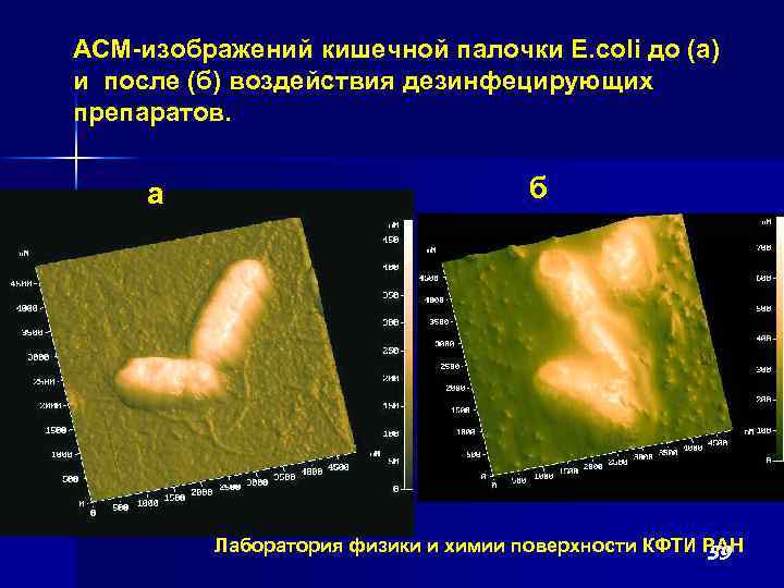 АСМ-изображений кишечной палочки E. coli до (а) и после (б) воздействия дезинфецирующих препаратов. а