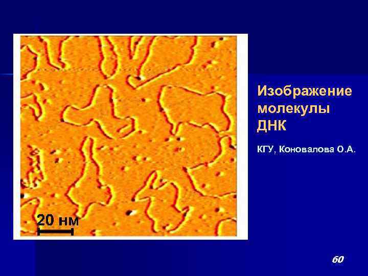 Изображение молекулы ДНК КГУ, Коновалова О. А. 60 