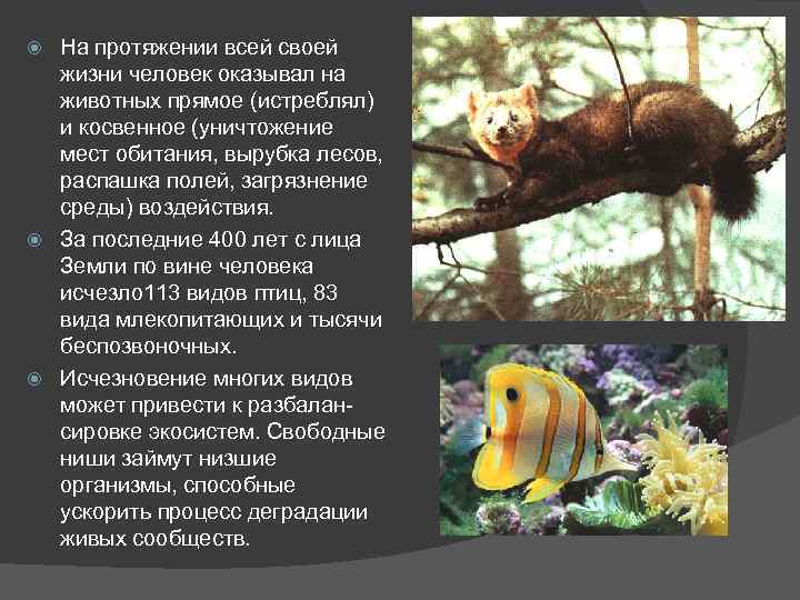 На протяжении всей своей жизни человек оказывал на животных прямое (истреблял) и косвенное (уничтожение