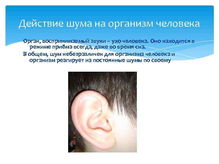 Действие шума на организм человека Орган, воспринимаемый звуки – ухо человека. Оно находится в