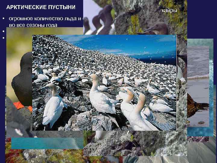АРКТИЧЕСКИЕ ПУСТЫНИ кайры • огромное количество льда и снега во все сезоны года •