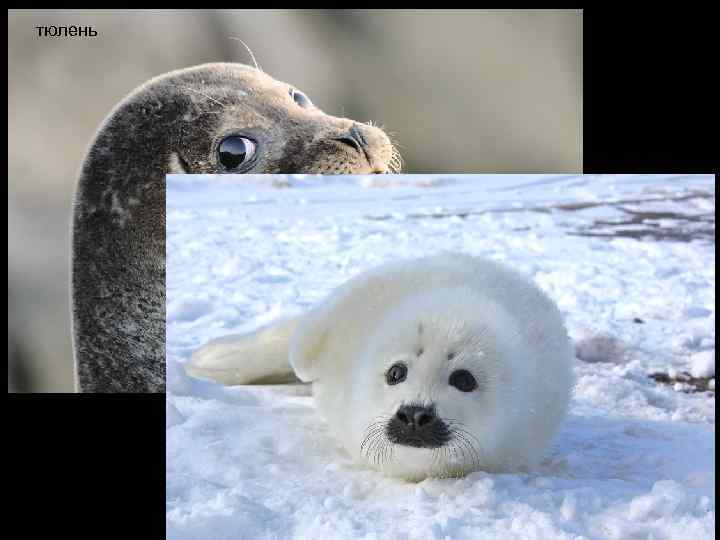 тюлень 