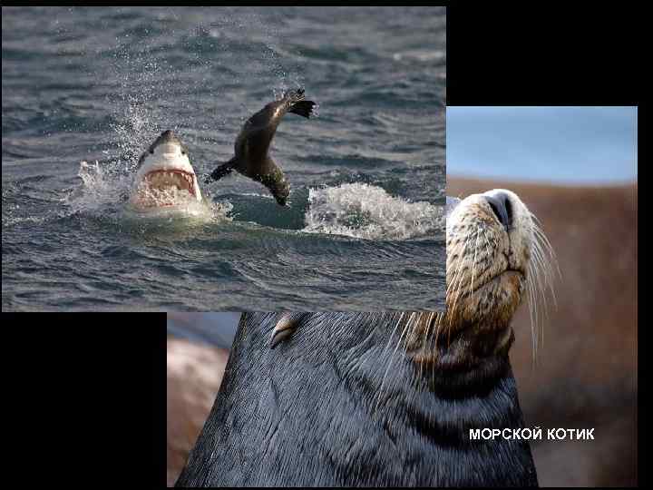 МОРСКОЙ КОТИК 