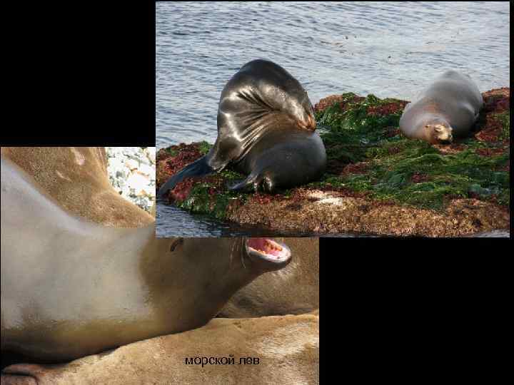 морской лев 