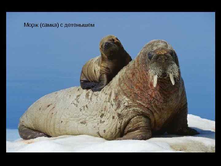 Морж (самка) с детенышем 