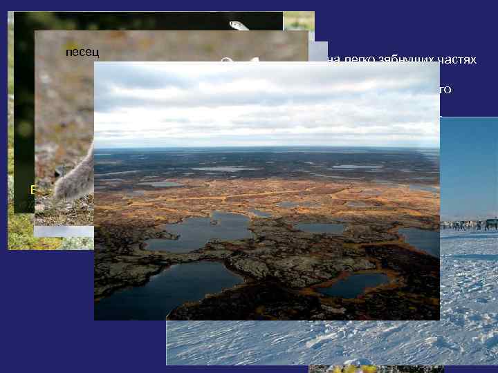  • • ТУНДРА куропатка Северный олень Белая песец Заяц-беляк у животных лемминг мех