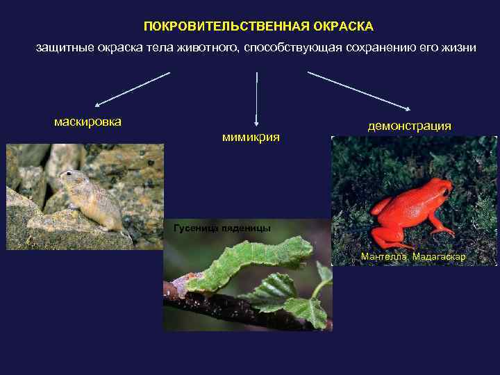 ПОКРОВИТЕЛЬСТВЕННАЯ ОКРАСКА защитные окраска тела животного, способствующая сохранению его жизни маскировка мимикрия демонстрация Гусеница