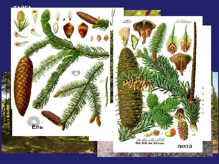ТАЙГА черника • тайга составляет почти 1/3 территории России • теплые и довольно влажные