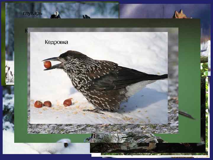 рябчик ФАУНА: глухарь тетерев • одни животные питаются семенами хвойных деревьев, почками и Соболь