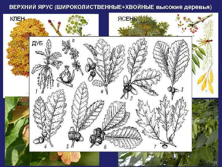 ВЕРХНИЙ ЯРУС (ШИРОКОЛИСТВЕННЫЕ+ХВОЙНЫЕ высокие деревья) КЛЕН ЯСЕНЬ ДУБ 